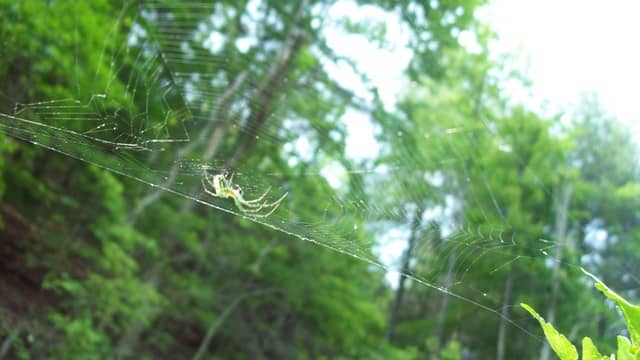 Spiders can hang upside down. They have non-sticky fibers and they don't stick to their webs, but somehow they stick when gravity could otherwise pull them down.