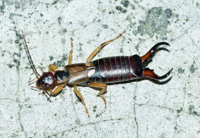 Earwigs get their name from the old European myth that they crawl into people's ears and tunnel into their brains while they are sleeping.