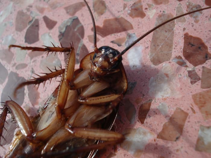 The German cockroach is one of the most common roaches found in apartment houses, restaurants, and hotels.