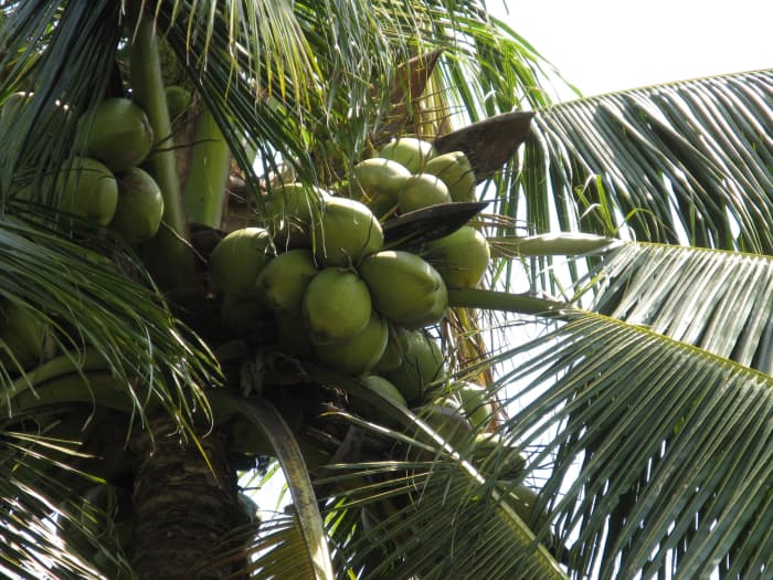 Protected by a very hard shell, coconuts are an example of an angiosperm.