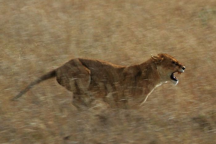 By human standards, lions are quite fast. But when compared to fleet-footed herbivores, they are rather sluggish, thus justifying the existence of the pride.