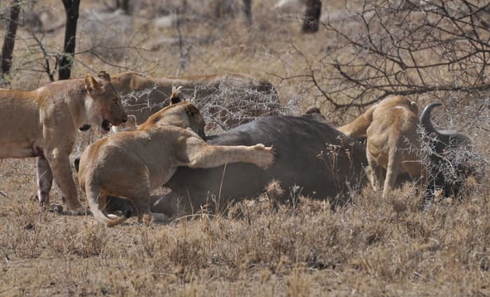 Only by working as a team were these lionesses able to tackle an animal as large and dangerous as a cape buffalo.