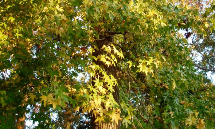 When the sun shines through these leaves, the effect is transcendent.