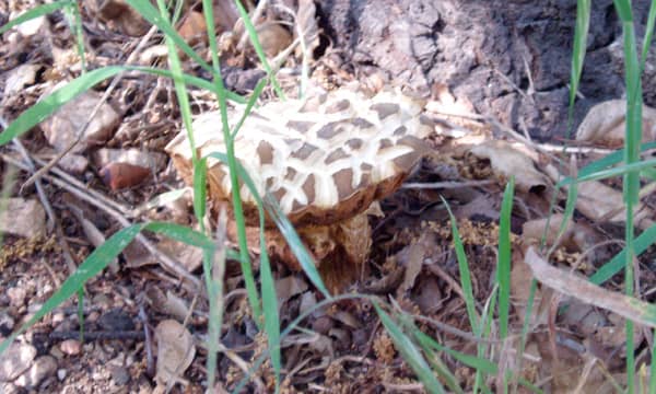 Mushrooms are the fruit of underground mycelium, which breaks down toxins in the soil, turning them into food for plants.