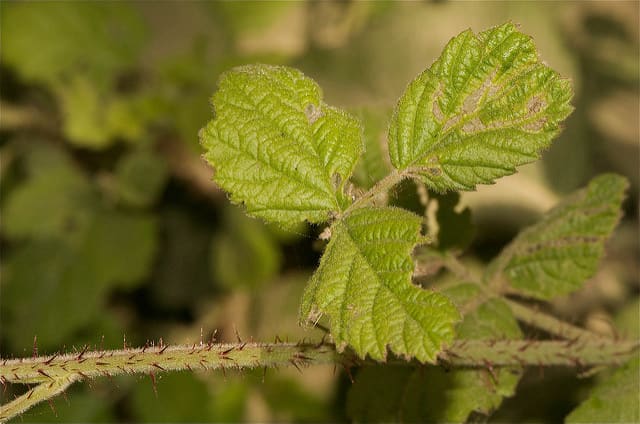 Notice the similarity in the leaf structure between blackberry plants and poison oak.