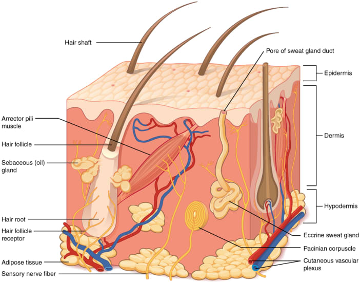 Human Skin: Structure, Useful Functions, and Interesting Facts - Owlcation