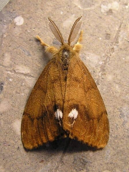 The males of the vapourer moth are fully winged and are orange-brown with a white spot on each fore wing