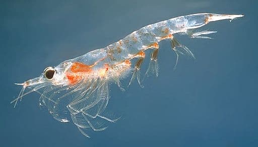 The ocean is filled with living things. Plankton grows on its surface, feeding tiny organisms called krill, which then feed whales and fish.