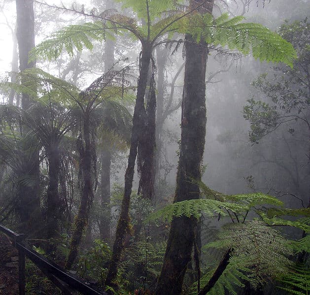 Recent research has shown that tropical jungles create their own rain. We need them to stay alive, so we can thrive.