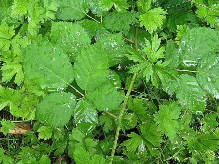 Himalayan Blackberry: An Invasive Bush With Tasty, Edible Fruit - Owlcation