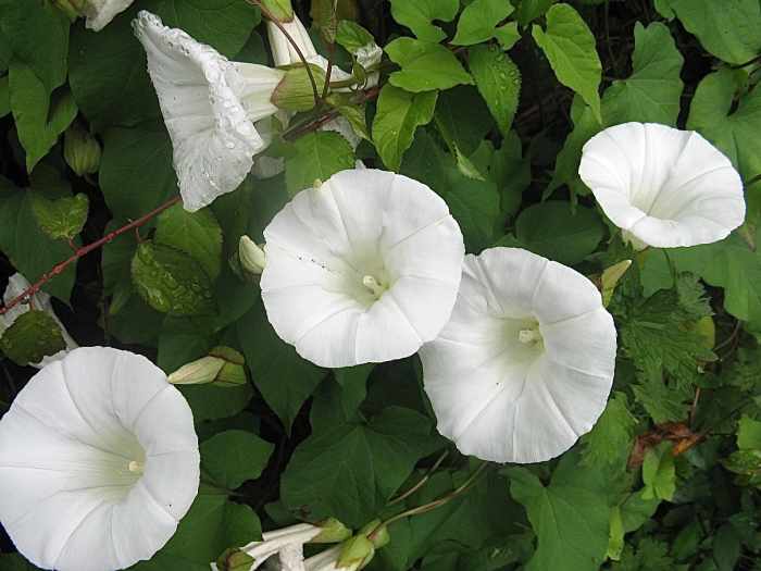 Hedge Bindweed, or Wild Morning Glory An Invasive Plant Owlcation