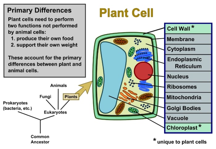 The Figure Shows An Idealized Animal Cell And Plant Cell. Can You ...