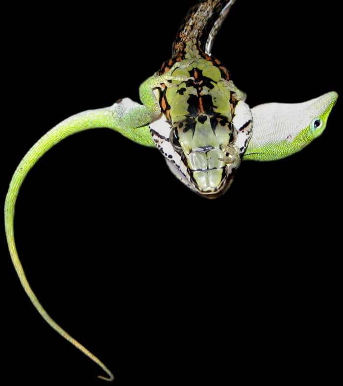 A Twig Snake (Thelotornis capensis) holding a Green Anole (Anolis carolinensis) in its mouth such that it can effectively envenomate it. This snake is among the few rear-fanged snake species that pose a real threat to humans.