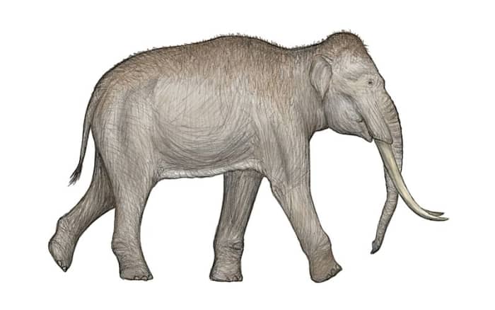 The strange- the straight tusked elephant was a prehistoric relative of the Asian elephant that lived in Europe during warmer phases of the ice age.