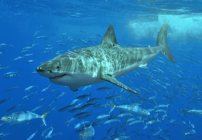 The Megalodon Shark is three times the size of a great white shark.