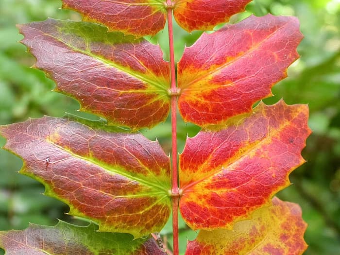 Oregon grape leaves sometimes develop a beautiful red colour as they age.
