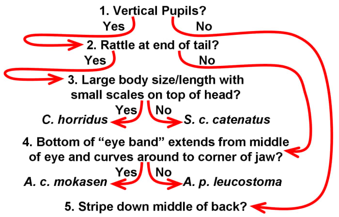 How To Identify The Snakes Of Indiana - Owlcation