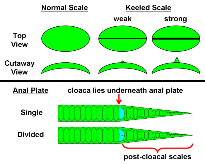 Comparison of normal, smooth scales to scales that possess a ridge down the middle (keel) of varying strengths (weak-strong). The anal plate can either be intact or split and covers the cloaca, directly preceding the post-cloacal scales on the tail.
