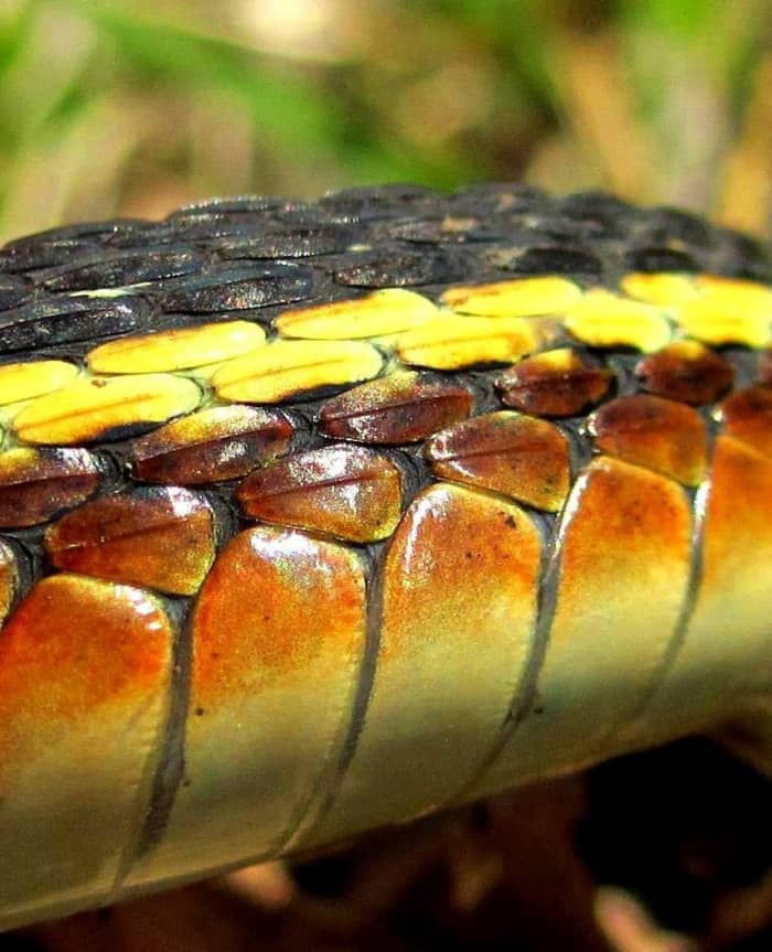 A closeup of the side stripe on a Northern Ribbon Snake (Thamnophis sauritus septentrionalis), To count scale rows, begin at the first row of scales above the large ventral scales at the bottom of the picture.