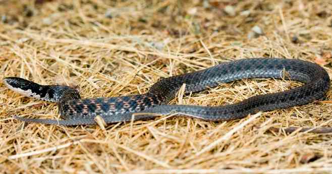 Kirtland's Snake (Clonophis kirtlandii) found everywhere in the state except the southwestern corner.