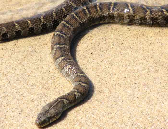 Northern Water Snake (Nerodia sipedon sipedon) found in southern Indiana. The Midland Water Snake's dark bands are narrower than the light bands between them.