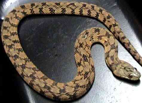 Northern Diamondback Water Snake (Nerodia rhombifer rhombifer) found in the southwestern corner of the state.