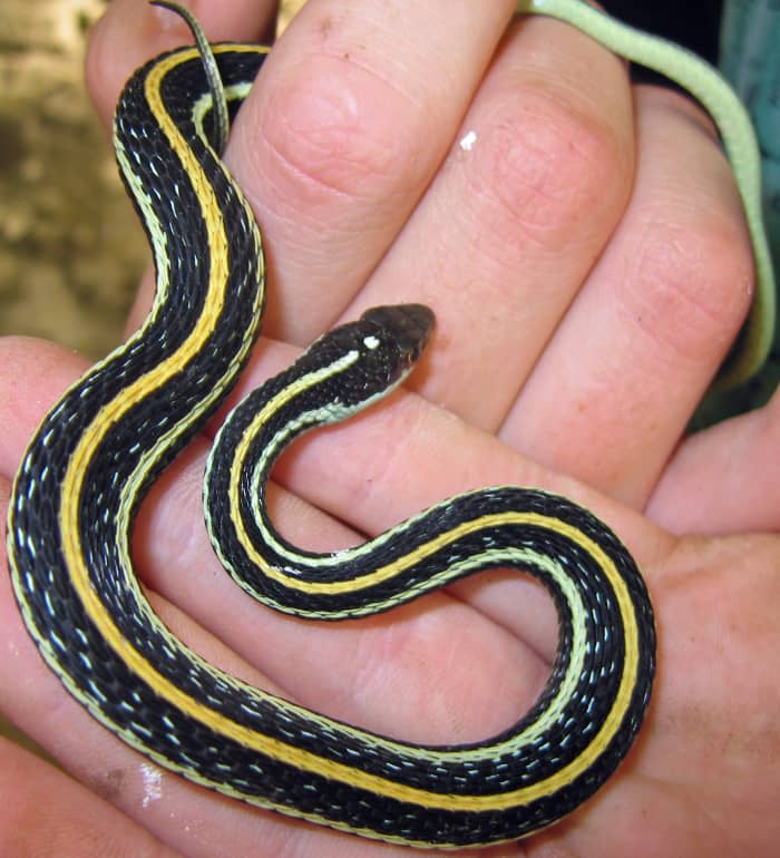 Western Ribbon Snake (Thamnophis proximus proximus), found everywhere but in Indiana but the southeast and east-central regions.
