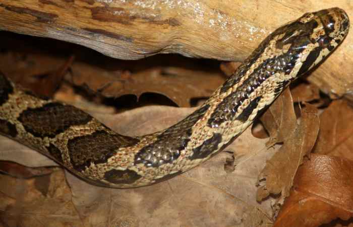 Eastern Milk Snake (Lampropeltis triangulum triangulum) found everywhere in Indiana except the southwest.