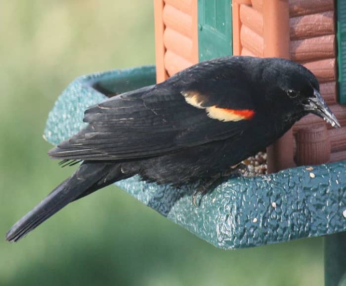 The redwinged blackbird wears his colors like a badge of honor. And isn't to proud to eat at the feeder.