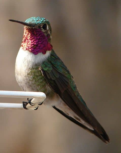 The ruby throated hummingbird is only a part year resident of Asheville backyards and is our smallest bird.