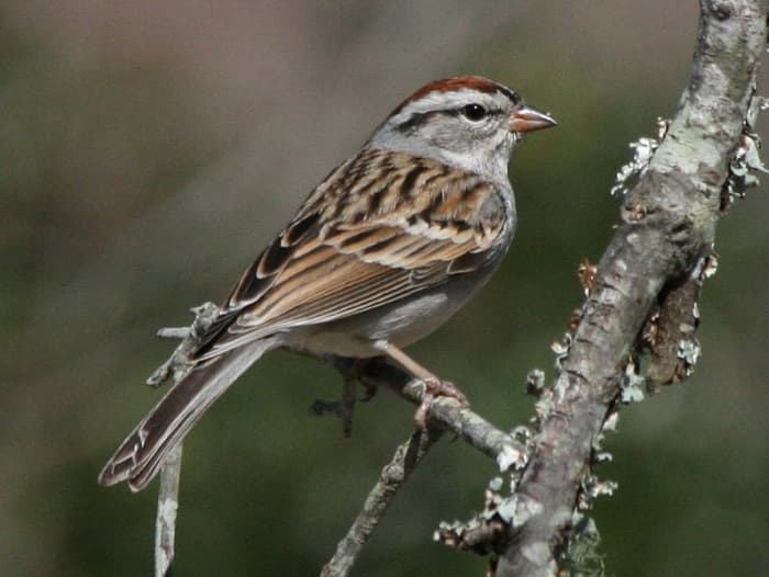 Chipping sparrows inhabit woodland and meadow areas around the mountains and can be found at many elevations.