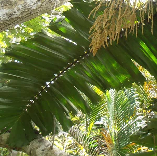 Alternate palm leaf. Leaves alternating along a palm frond. They can be thick (foreground) or delicate (behind).