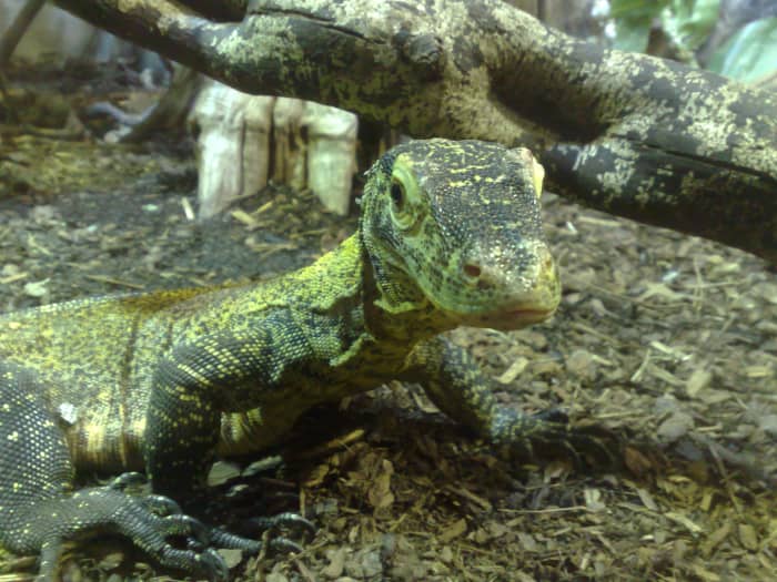 A Komodo Dragon was born at the Chester Zoo in England, the result of a parthenogenetic birth. Komodo Dragons will have male offspring as the result of parthenogenesis.