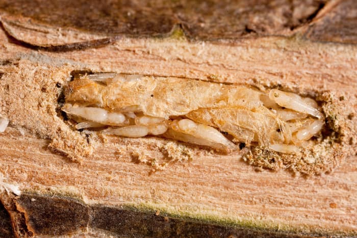 Parasitic wasps (the smaller creatures) feeding on an emerald ash borer larva