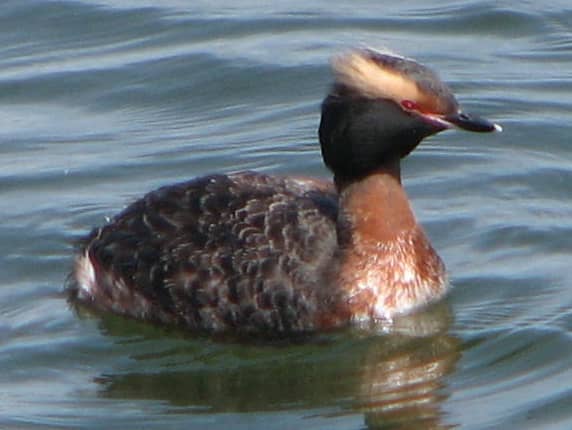 The adult in breeding plumage has horn like golden tufts which is why its otherwise known as the horned grebe. Its neck and flanks are chestnut.