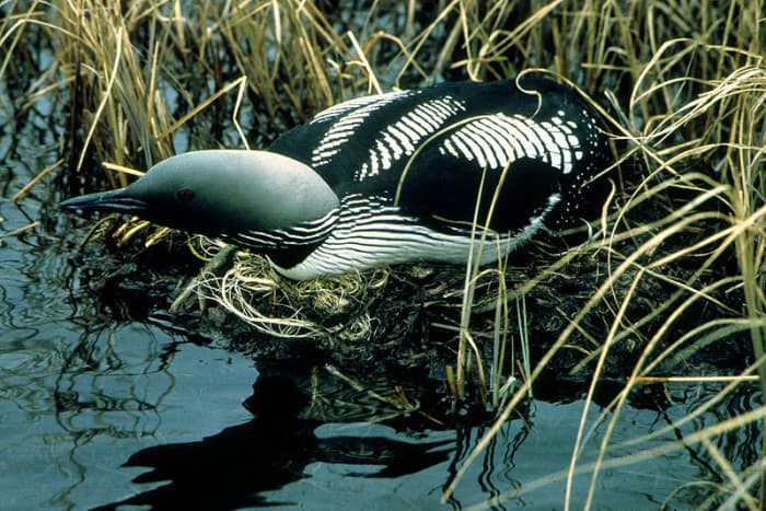 A black throated diver sat on a typical nest supported by the surrounding vegetation.