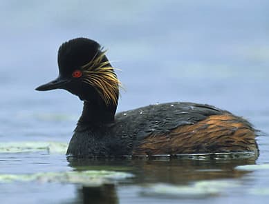 The adult in breeding plumage has golden ear tufts which explain why its otherwise known as the eared grebe. It raises its head feathers during its courtship display.
