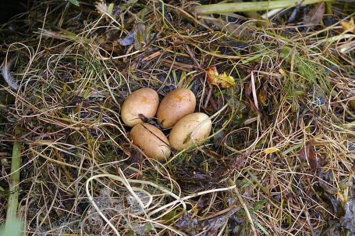 Due to their rarity, Slavonian grebe eggs are especially sought after by illegal egg collectors making the species vulnerable to population crashes.