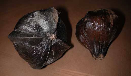Dried seed pods were ground up and used to stun fish for easy capture; hence the name Fish Poison tree. These pods typically survive afloat on ocean waves for 2 years!