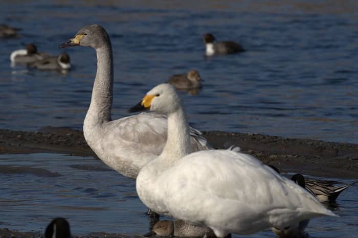 The Bewick's swan is the smallest of Britain's three species of swan. It has a more rounded head than its close cousin, the whooper. The juvenile is grey brown.