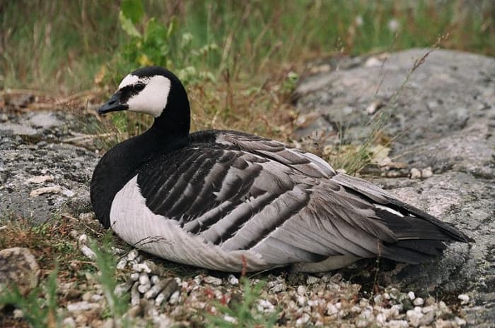 The barnacle goose has a white face contrasting with a black crown, neck and breast that make the adults unmistakable. The upper parts are grey with white edged black bars.