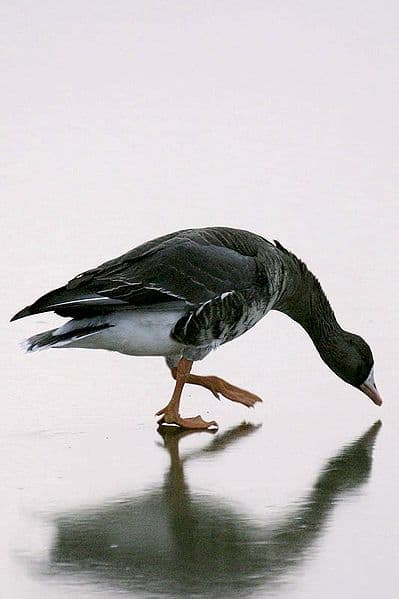 The adult white-fronted goose has a white forehead and black barred underparts. There are no noticeable differences between the sexes.