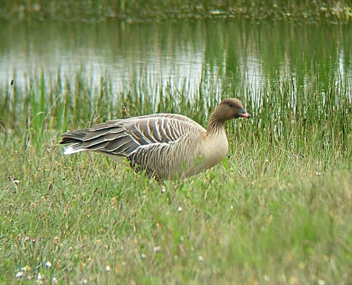 The pink-footed goose is smaller than the bean goose and is distinguished by its pink feet and pale grey back.