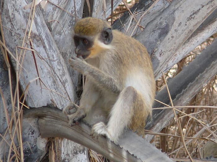 The green monkey only lives in a small part of West Africa, but they helped John Ssebunya survive for several years in the jungle.