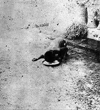 This is Kamala eating out of a bowl in the same way a wolf or a dog would. According to recent evidence, Singh would beat Kamala until she started acting like a wolf.