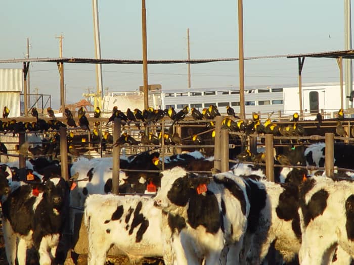 Unethical: A feedlot - a pretty nice one, too, believe it or not. Doesn't look much like a farm though, does it!