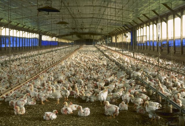 Unethical: An overcrowded chicken house, meant to raise a large number of chickens at one time for a BigAg chicken producer, one that I bet you're familiar with.