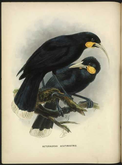Note the difference in the beak: The female had a long pointy beak, whereas the male had a short strong beak.