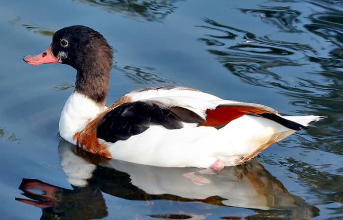 The adult female has a much duller plumage and lacks the distinctive knob possessed by the males.