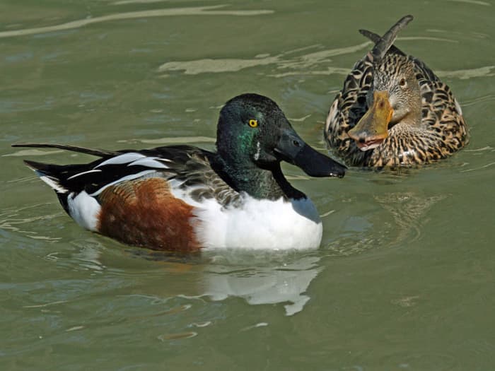 The drake (left) has a glossy green head, like that of a mallard, but the breast is white and the belly is chestnut. The duck (right) has a brown head and body with speckled underparts. The huge shovel bill is unmistakable in both sexes.